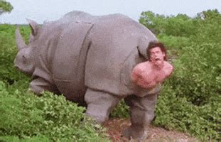 10000 high-quality GIFs and other animated GIFs for Free on GifDB. . Ace ventura rhino gif